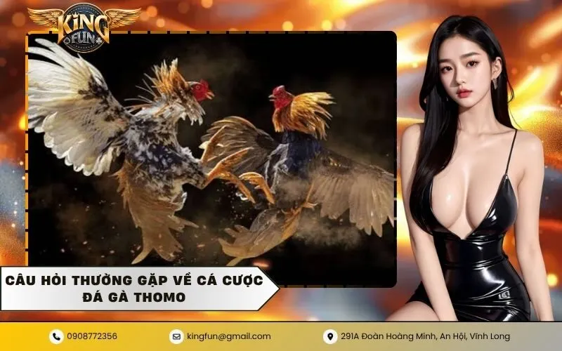 Câu hỏi thường gặp về cá cược đá gà thomo