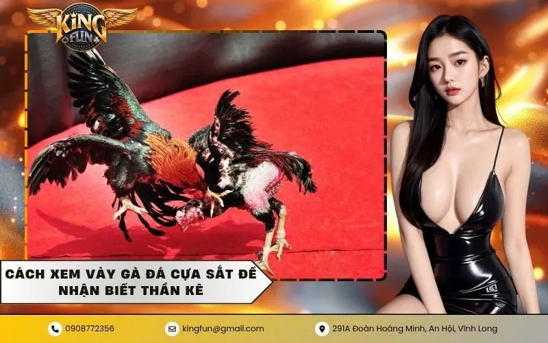 Gà đá cựa sắt